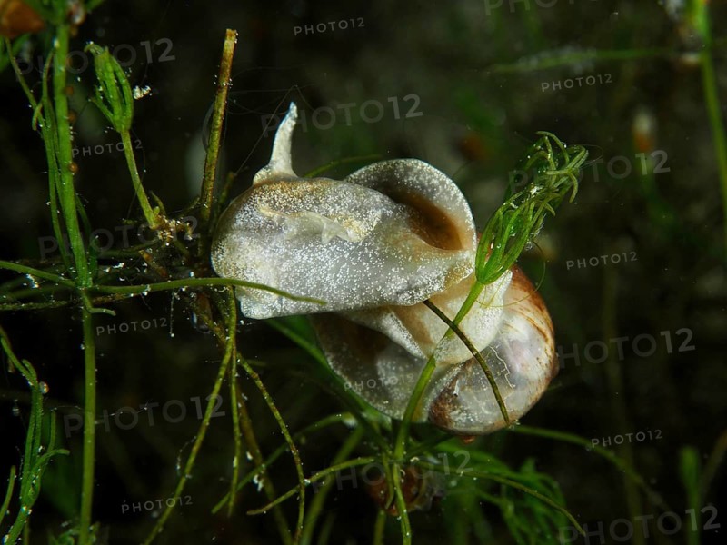 A solitary river snail, Viviparus viviparus, crawls over aquatic plants in an underwater setting at the Wildsau dive site, Berlingen, Lake Constance, Switzerland, Germany