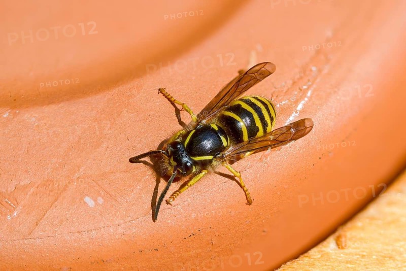 German wasp, real wasp, German wasp, hymenoptera, short-headed wasps, vespula germanica, worker, wrinkled wasps, insects, wasp, wasp
