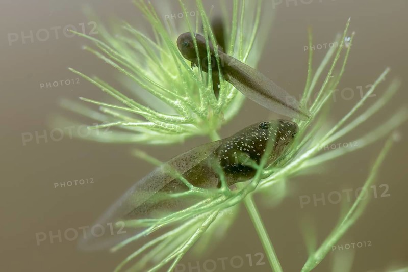 Common frog, common frog, rana temporaria, amphibians, amphibians, one week old, frog, frogs, young animal, juvenile, tadpole, larva, amphibians, amphibians