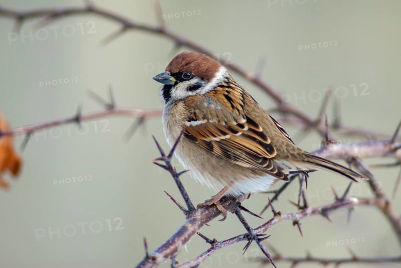 Tree Sparrow, Passer Montanus, Sparrow, Tree Sparrow, Birds, Passeri, Songbirds, Sparrow, Sparrow, Sparrow, Sparrow, Sparrow, Birds