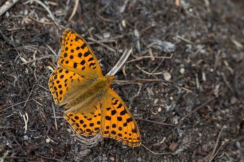 Argynnis Lathonia, Issoria Lathonia, Little Mother of Pearl Butterfly, Queen of Spain Fritillary, Butterfly, Insects, Butterfly, Butterflies