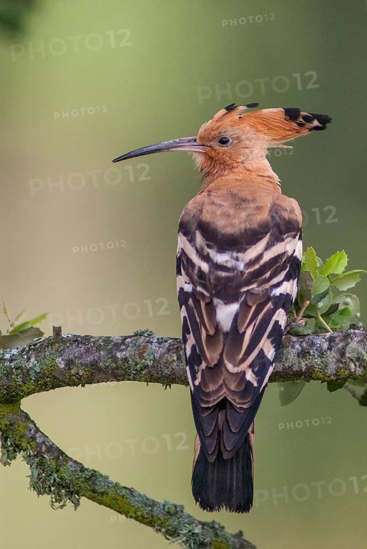 Hoopoe, Upupa Epops, Hoopoe, Birds, Extremadura, High Size, Portrait, Spain, Upupidae, Birds