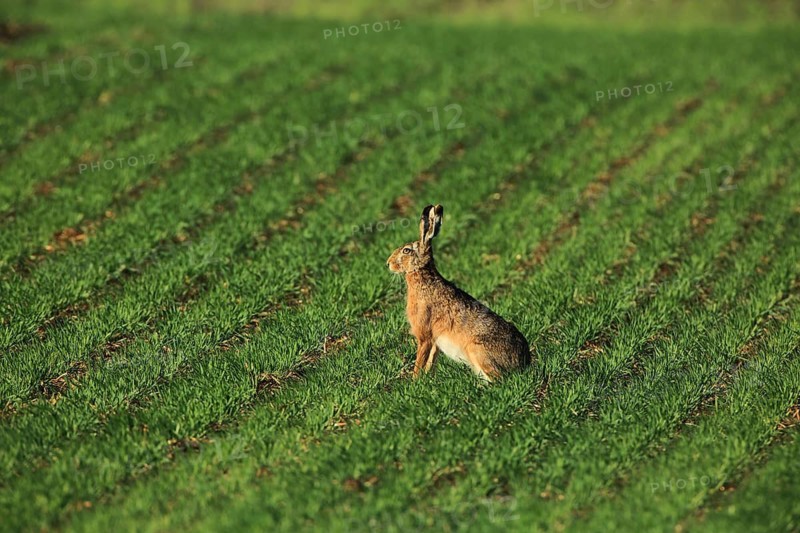 A hare sits alone in a field planted in neat rows, a European hare (Lepus europaeus) sits in a green meadow, Mannheim, Baden-Württemberg, Germany