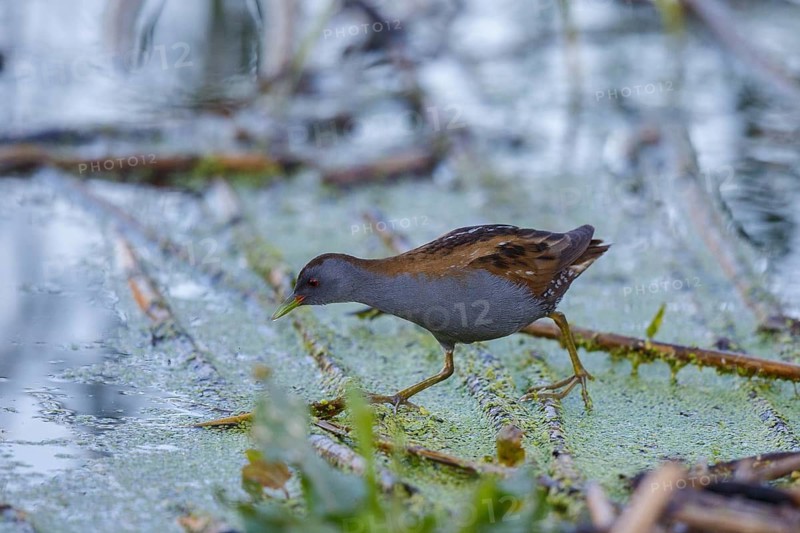 Little Crake (Porzana parva) male foraging, Lesvos, Greece