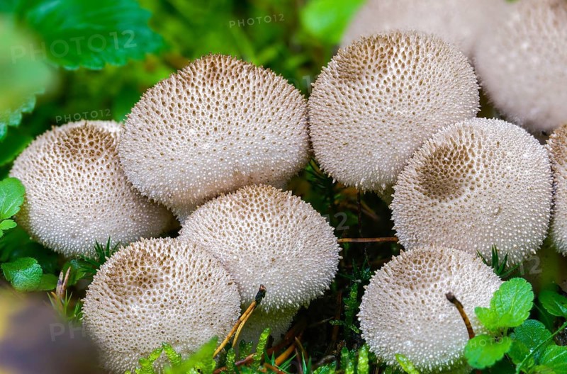 Brown bovist, brown dust bovist, brownish dust, bottle bovist, lycoperdone umbrinum, dust, fungi, fungus, mushrooms, umber-brown puffball