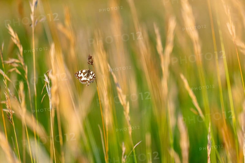 A checkerboard butterfly (Melanargia galathea) perched in the brown grass, Satyrinae, Kreuzbühl nature park Reserve, Messkirch, Upper Danube Nature Park, Baden-Württemberg, Germany
