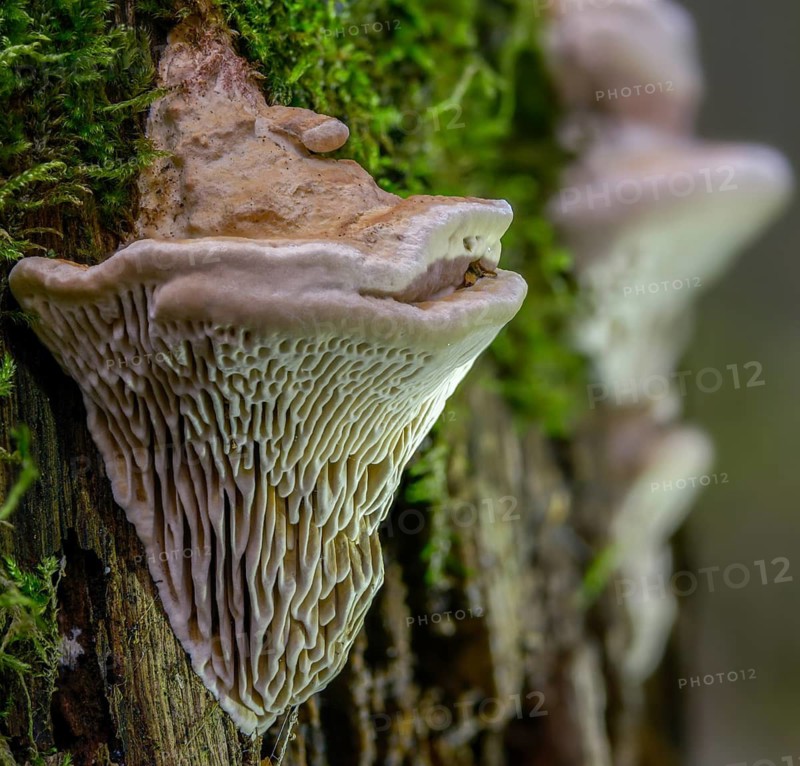 Beam Porling, Beam Leafing, Gloeophyllum Trabeum, Lenzites Trabea, Timber Gill Polypore, Trametes Trabea, Fungus, Fungi