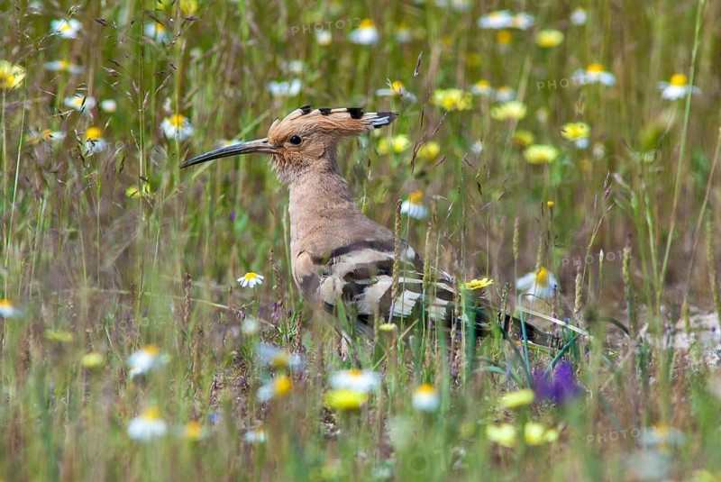 Hoopoe, upupa epops, hoopoe, birds, Extremadura, Spain, upupidae, birds