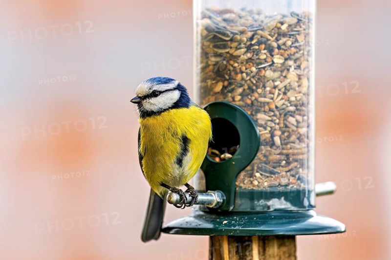 A side view of a tit at a feeding station. The background is blurred, with the focus on the bird: a blue tit near Herleshausen in Germany (Cyanistes caeruleus)