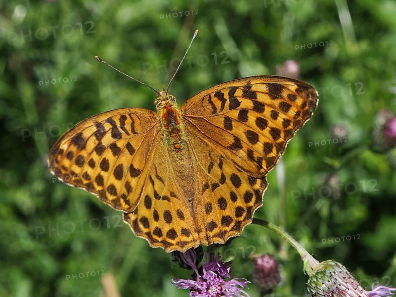 An orange butterfly with patterned wings, the Emperor (Argynnis paphia), on a flower at Hüttchopf, Tösstal, Canton of Zurich, Switzerland