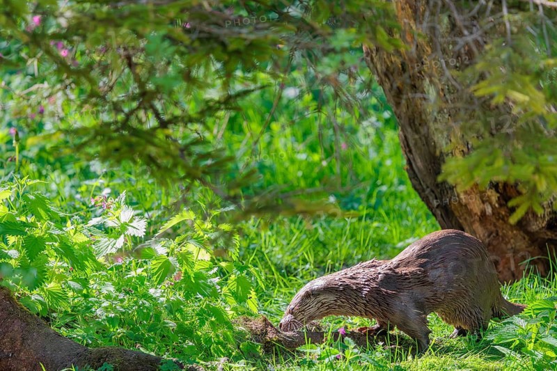 A Eurasian otter (Lutra lutra) searches for food in the green vegetation along the riverbank on a sunny day. Czech Republic