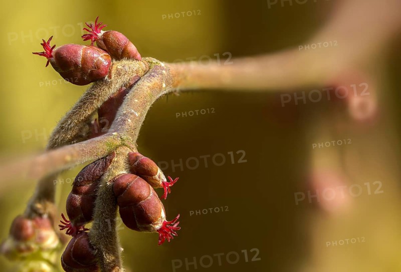 Betulaceae, birch family, corylus avellana, common hazel, hazel, hazel, female inflorescence, flower, common hazel, flora, plants, plants