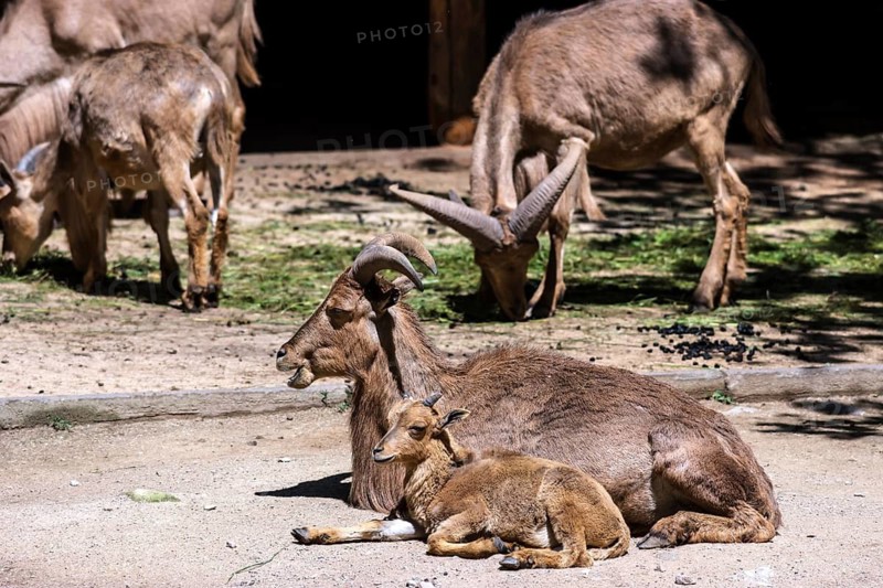 Maned ground deer (Ammotragus lervia) with a young, Nuremberg Zoo, Middle Franconia, Bavaria, Germany