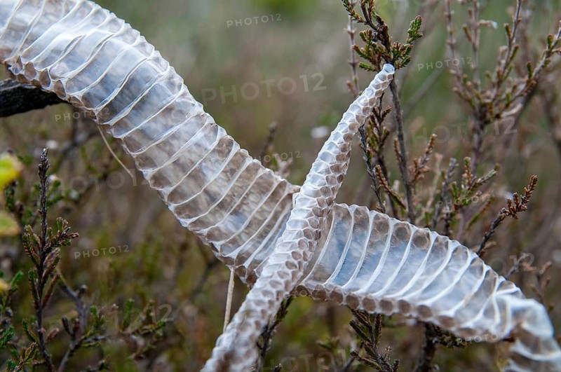 European adder, European viper, venomous snake, vipera berus, critters, poisonous, skin, molting, reptilia, reptilia, reptiles, snakes, slough, snakes