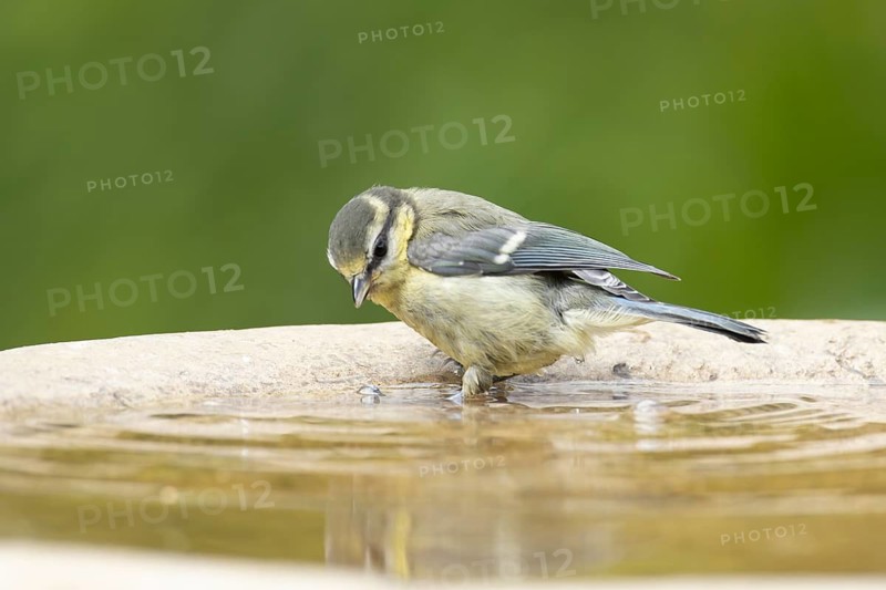 Blue tit (Cyanistes caeruleus) adult garden bird in a water bird bath, England, United Kingdom