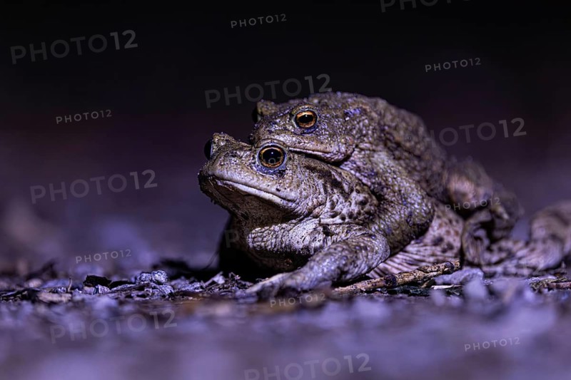 Two toads mating closely on the ground, common toad (Bufo bufo), spawning grounds, close-up, Hesse, Germany
