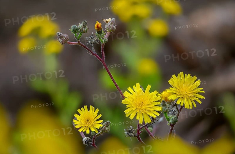Bitter herb, common bitter herb, hawkweed bitter herb, hawkweed oxtongue, picris hieracioides, flora, plants, plants