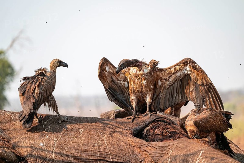 Many white-backed vultures (Gyps africanus), vultures feeding on the carcass of an elephant, macabre scavengers, Ihaha, Chobe National Park, Botswana