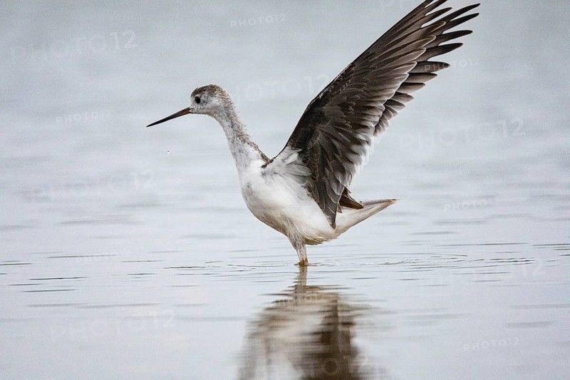 Black-winged Stilt (Himantopus himantopus) Hungary