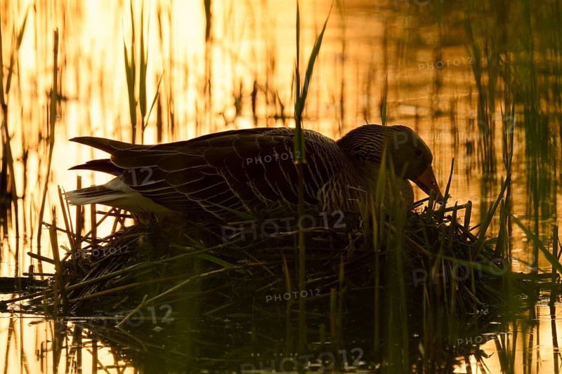 A greylag goose (Anser anser) sits brooding on its nest at sunrise, backlit, North Rhine-Westphalia, Germany