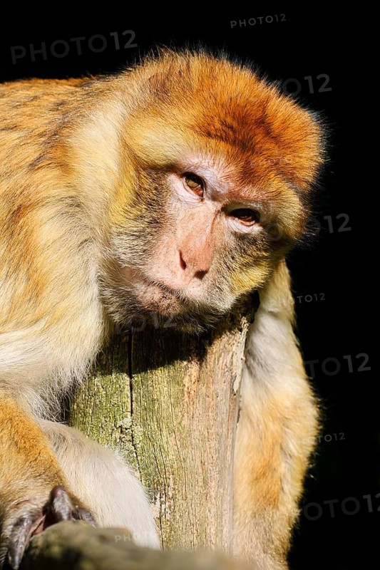 Barbary macaque or magot (Macaca sylvanus), in captivity, found in Morocco, Algeria and Gibraltar