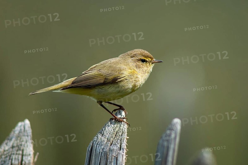 Chiffchaff, phylloscopus collybita, zilpzalp, birds, garden, garden fence, passeri, songbirds, birds
