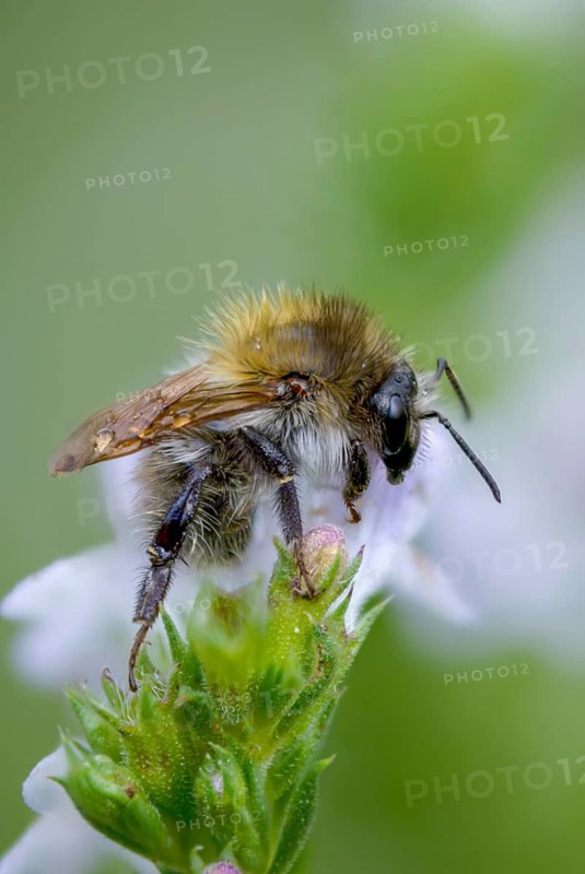 Field bumblebee, apidae, bees, Bombus pascuorum, drone, hymenoptera, common carder bee, bumblebee, insects, insects
