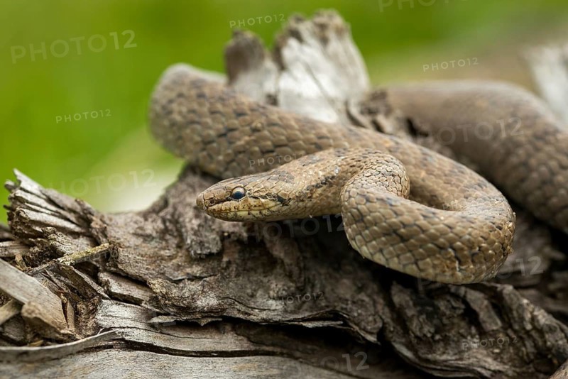 Coronella Austriaca, smooth snake, critters, reptilia, reptilia, reptiles, snakes, snakes