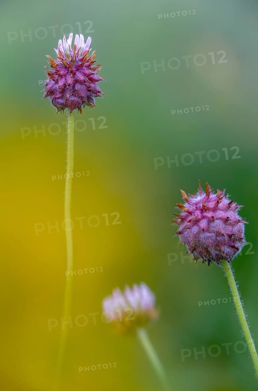 Strawberry clover, raspberry clover, trifolium fragiferum, flora, high size, portrait format, plants, strawberry clover