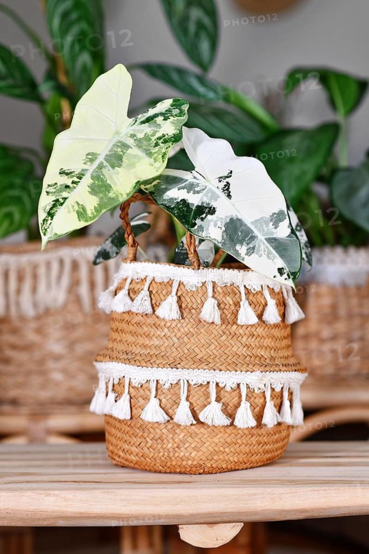Variegated 'Alocasia Frydek Varigata' houseplant in flower pot in urban jungle living room