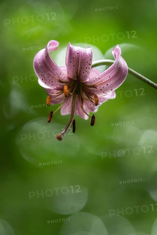 Martagon lily (Lilium martagon), Emsland, Lower Saxony, Germany