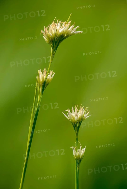 Cyperaceae, Rhynchospora Alba, Sour Grass, White Beak, White Beak Ried, Flora, High Size, Portrait, Plants, White Beak-Sedge