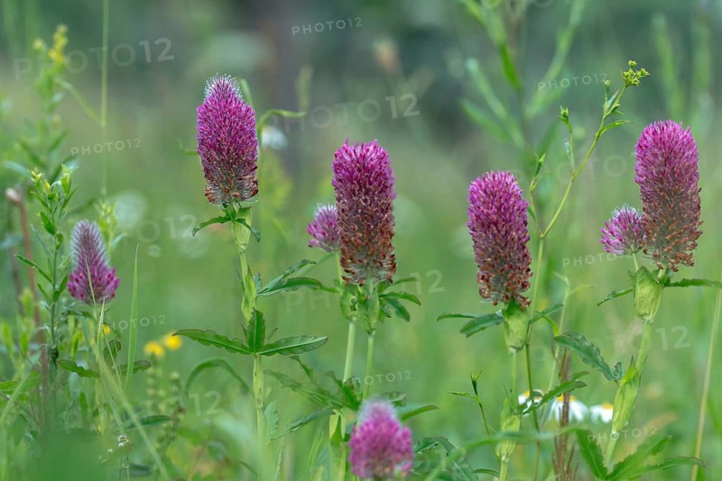 Fabaceae, foxtail clover, ornamental clover, purple clover, butterflies, trifolium rubens, flora, plants, plants