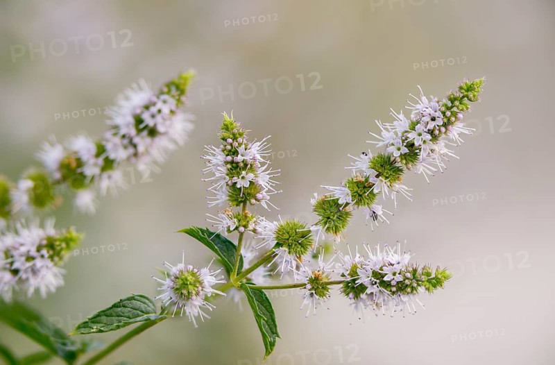 Spearmint, mentha spicata, mentha spicata agg, spearmint, flora, mint, plants