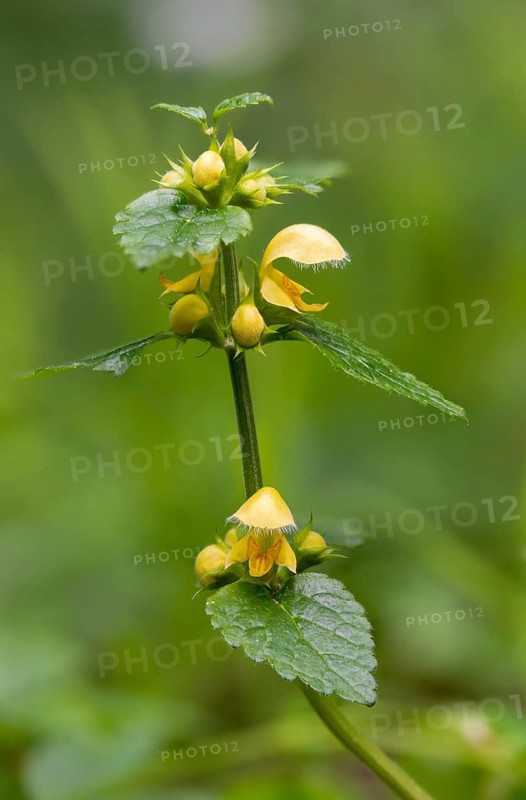 Real golden nettle, galeobdolone luteum, galeobdolone luteum agg., golden deaf nettle, golden nettle, lamiaceae, lamium galeobdolone, mint, aluminum plant, artillery plant, flora, high size, portrait format, plants, yellow archangel, yellow weasel-snout