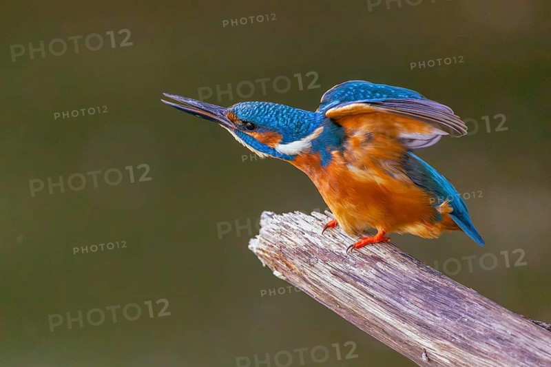 A common kingfisher (Alcedo atthis) preening its plumage on a perch, kingfishers (Alcedinidae), Upper Danube nature park Park, Baden-Württemberg, Germany