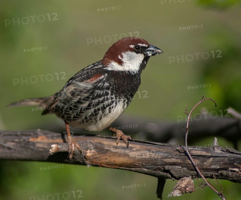 Passer hispaniolensis, Spanish sparrow, willow sparrow, birds, Bulgaria, male, passeri, songbirds, sparrows, birds