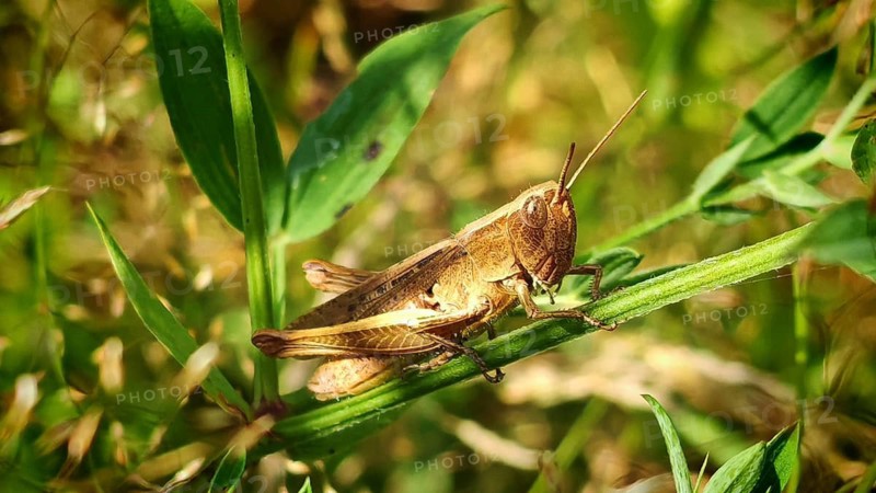 A close-up of a grasshopper (Acrididae) sitting on a green leaf in the wild in daylight, Rennsteig, Thuringian Slate Mountains nature park Park, Upper Saale