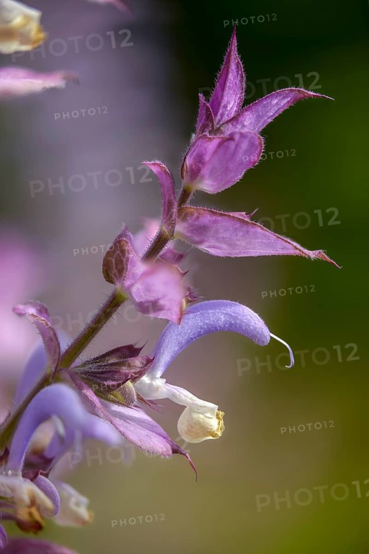 Nutmeg sage, clary sage, roman sage, salvia sclarea, scarlet herb, scarlet, charlei, clary sage, flora, high size, vertical format, plants, plants