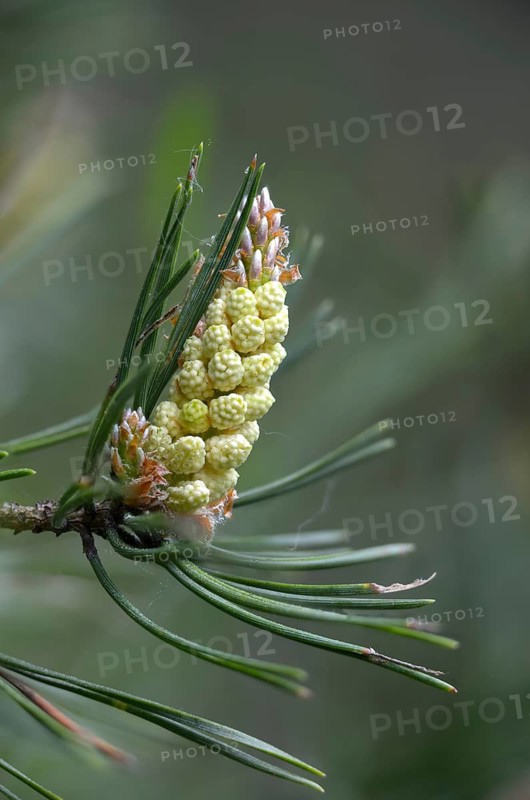 Baltic pine, forche, common pine, pine family, pinaceae, pinus sylvestris, red pine, scotch pine, scots pine, forest pine, white pine, tree, flower, trees, flora, high size, vertical format, pine, male, plants, plants, tree