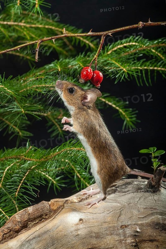 Apodemus flavicollis, yellow-necked mouse, rodents, rodentia, yellow-necked mouse, high size, portrait format, mammals, mouse, mouse, muroids, mice, rodents, mammals