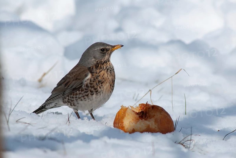 Fieldfares, Turdus pilaris, juniper thrush, birds, thrush, passeri, songbirds, thrush, birds, winter