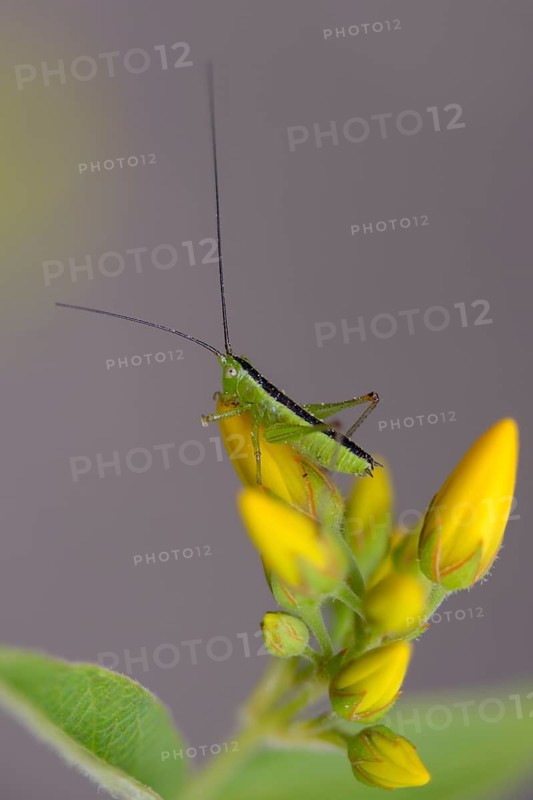 Acrididae, Caelifera, Conocephalus discolor, Conocephalus fuscus, field locusts, gomphocerinae, short-winged swordscare, grasshoppers, grasshoppers, grasshoppers, high size, portrait format, insects, long-winged conehead, male, male, nymph