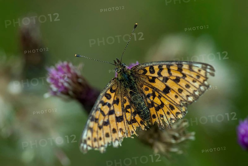 Boloria selene, brown-spotted mother-of-pearl butterfly, silver-bordered fritillary, small pearl-bordered fritillary, swamp meadow mother-of-pearl butterfly, butterfly, butterfly, butterflies