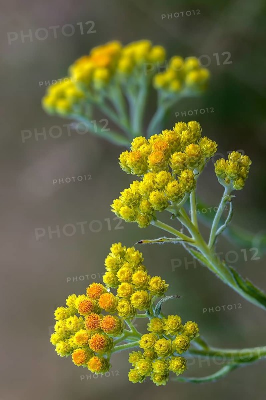 Asteraceae, helichrysum arenarium, daisy, sandstraw flower, dwarf everlast, flora, high size, portrait, immortelle, plants, plants