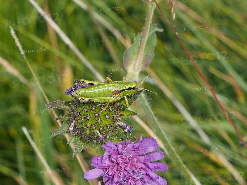 A green grasshopper, Podisma pedestris, perched on a purple flower in a green meadow, Goms, Canton of Valais, Switzerland