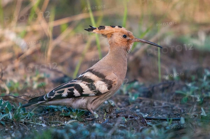 Brandenburg, Germany, Hoopoe, Nabu, national natural heritage, Grünhaus natural paradise, upupa epops, hoopoe, post-mining landscape, birds, green house, upupidae, birds
