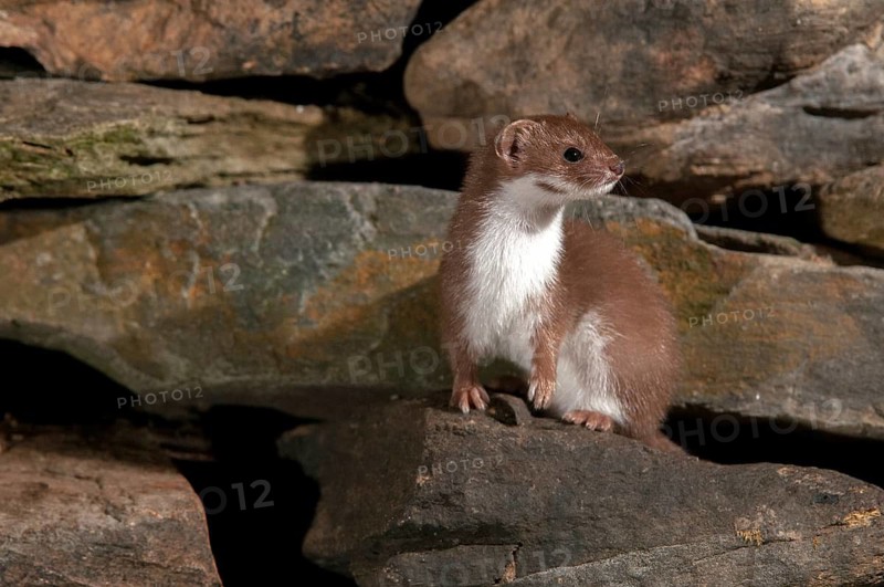 Carnivora, least weasel, mouse weasel, mustela nivalis, predators, dry-stone wall, mammals, raptors, mammals, dry stone wall
