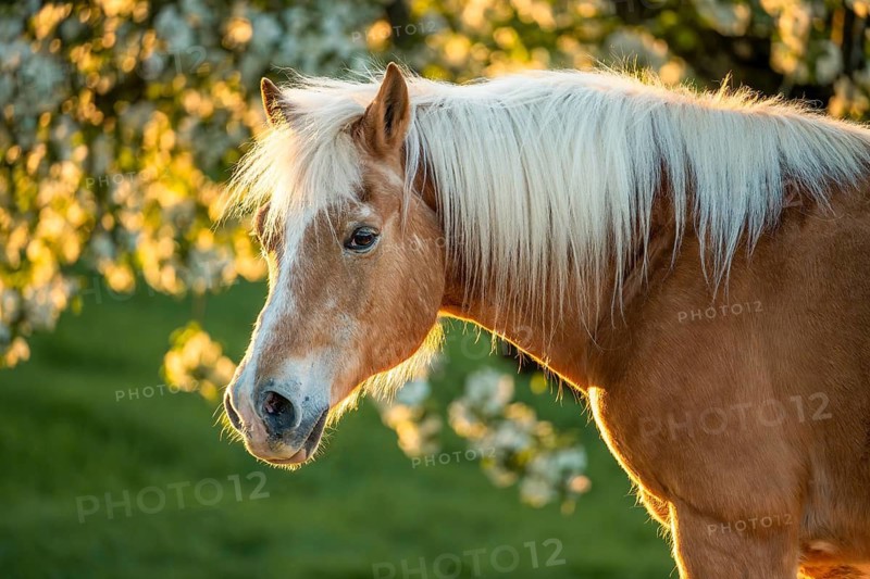Horse, Haflinger, portrait, gelding, in spring, evening sun, blossoming trees in the background