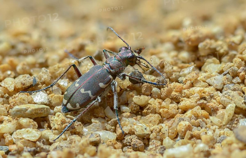 Cicindela hybrida, dune sandground beetle, copper-brown sandground beetle, sandground beetle, beetle, coleoptera, insects, beetles, northern dune tiger beetle